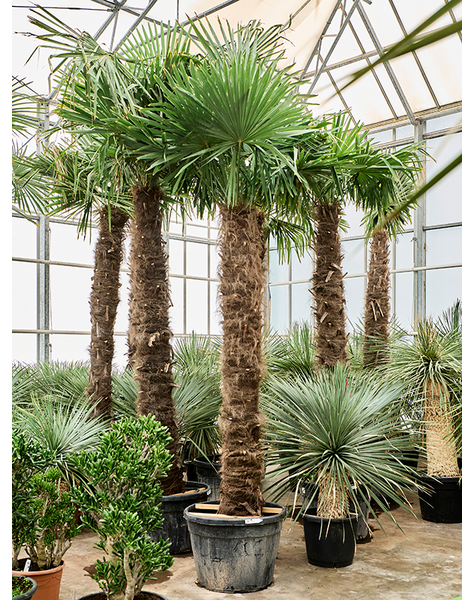 Trachycarpus