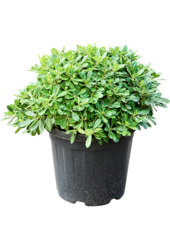 Pittosporum Tobira Nana (55-65)