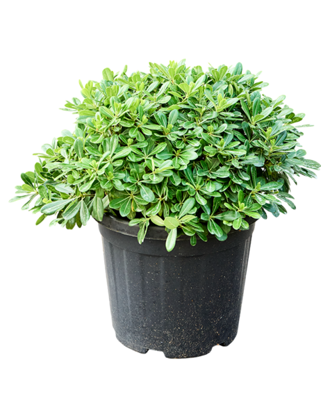 Pittosporum
