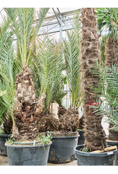 Phoenix Dactylifera