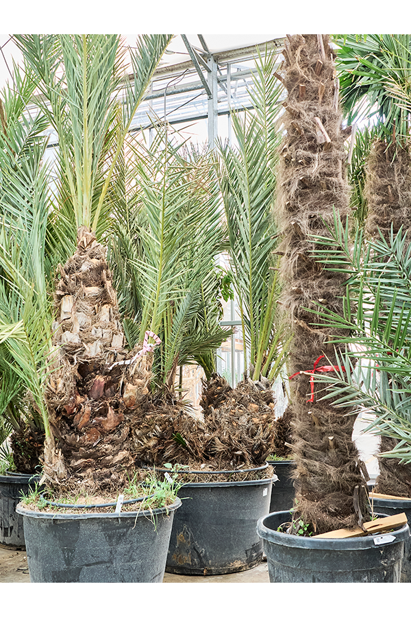 Phoenix Dactylifera