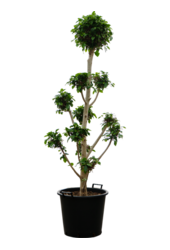 Ficus Microcarpa Nitida