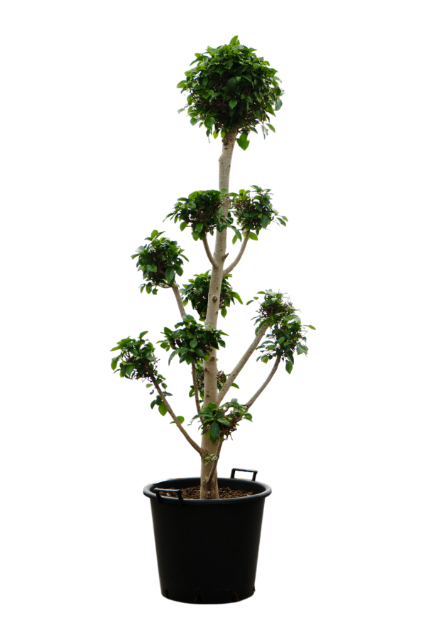 Ficus Microcarpa Nitida