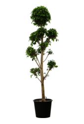 Ficus Microcarpa Nitida