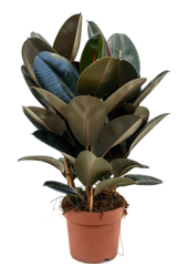 Ficus Elastica Abidjan