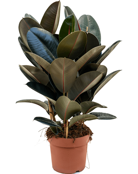 Ficus