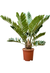 Zamia Furfuracae
