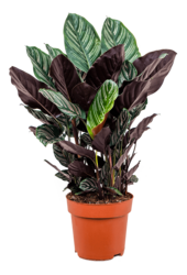 Calathea Sanderiana