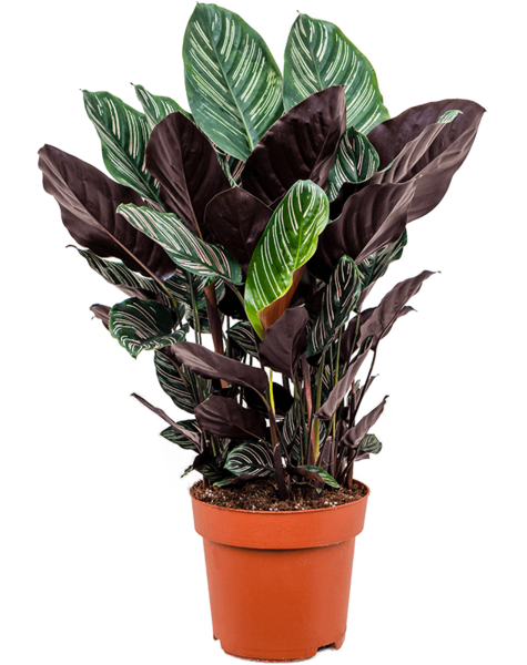 Calathea
