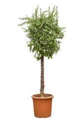 Portulacaria Afra