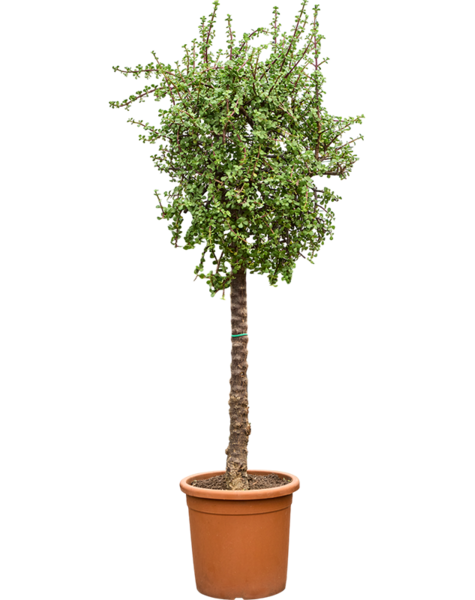 Portulacaria
