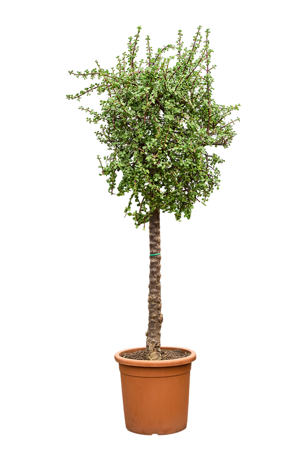 Portulacaria Afra