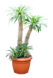 Pachypodium Lamerei