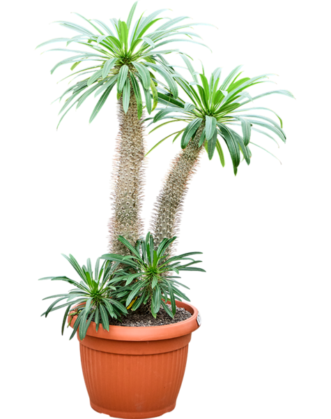 Pachypodium