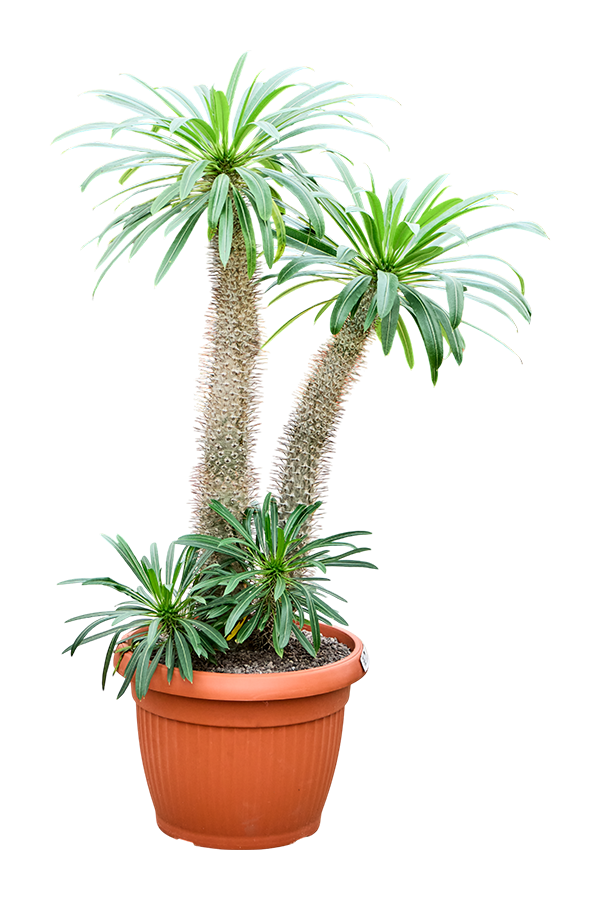Pachypodium Lamerei