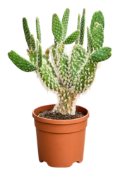 Opuntia Erinacea Ursine