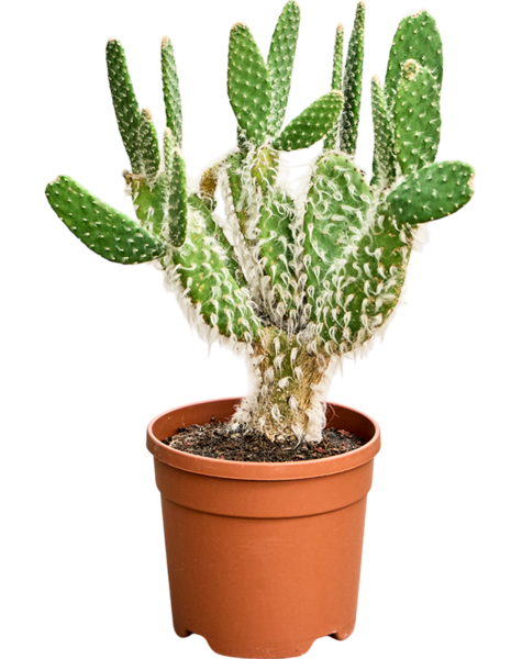 Opuntia