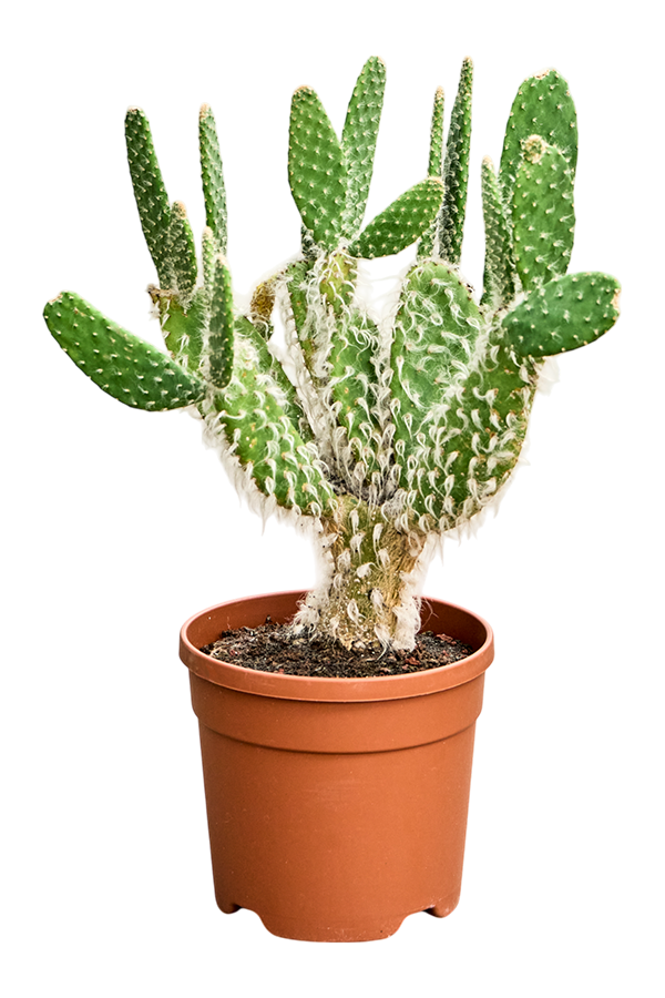 Opuntia Erinacea Ursine
