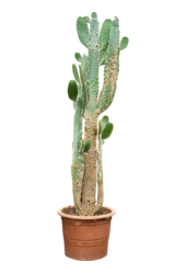 Opuntia Consolea