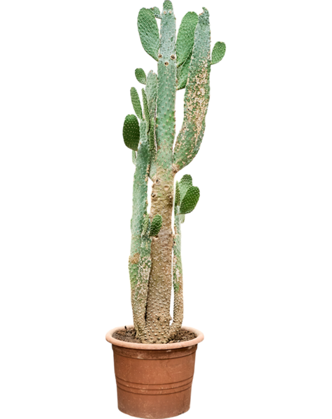 Opuntia