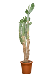Opuntia Consolea