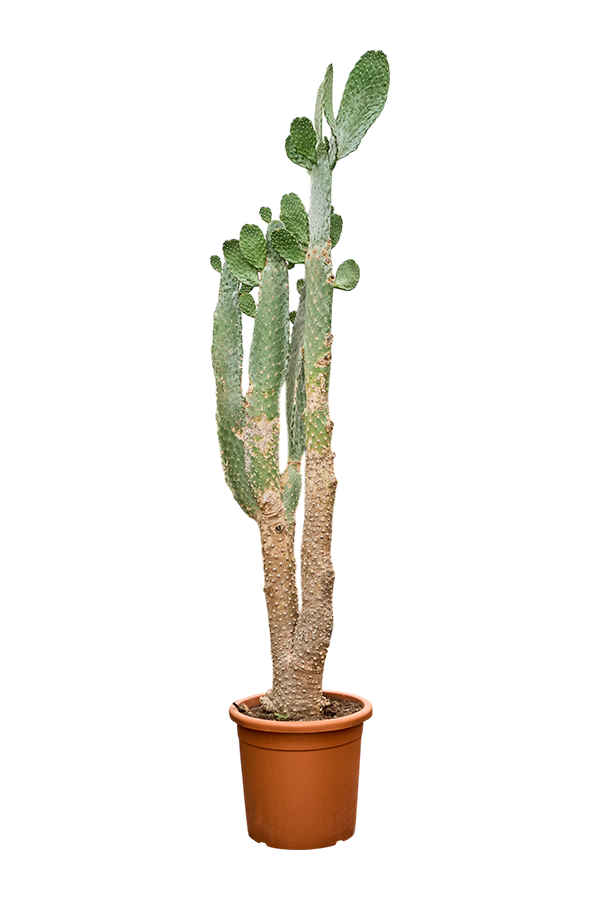 Opuntia Consolea