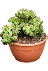 Euphorbia Lactea
