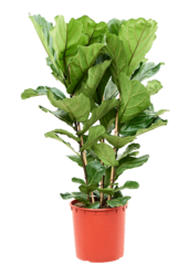 Fikus Lyrata