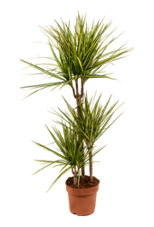 Dracaena Marginata Sunray