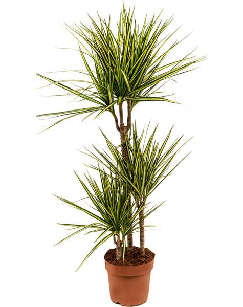 Dracaena
