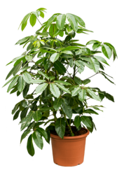 Schefflera Actinophylla Amate