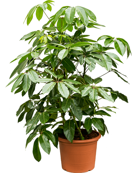 Schefflera