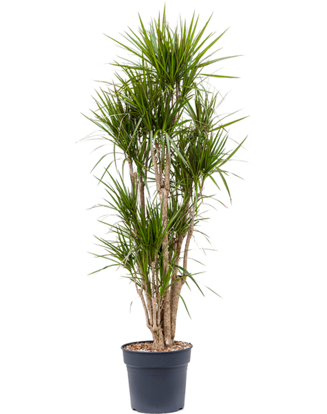 Dracaena