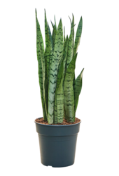 Sansevieria Trifasciata Silver Mist