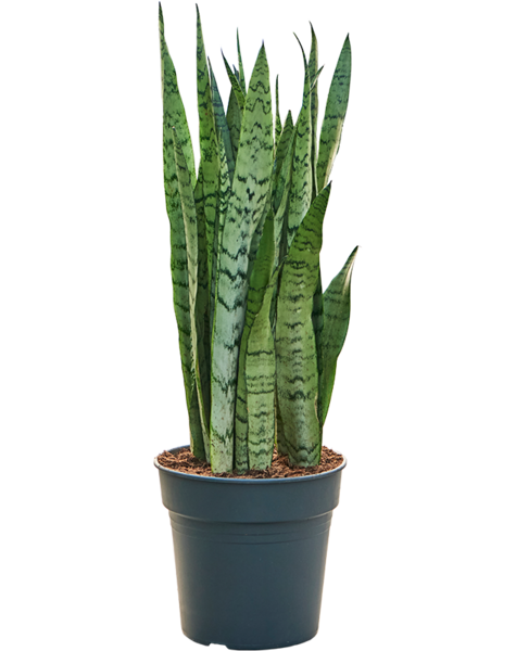 Sansevieria