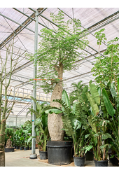 Chorisia Speciosa