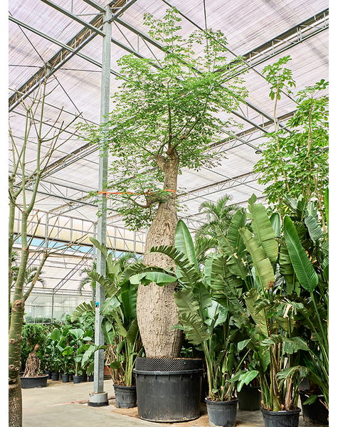 Chorisia