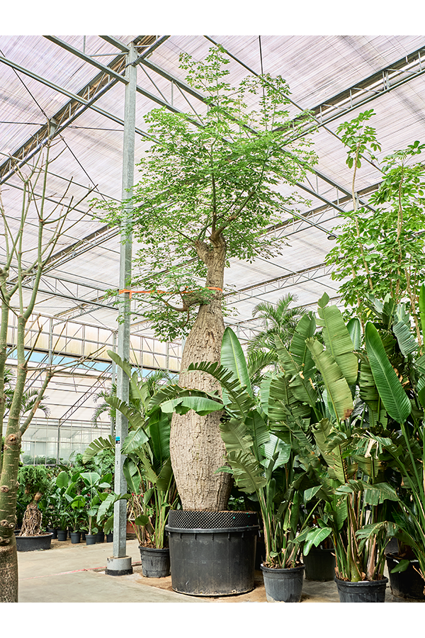 Chorisia Speciosa