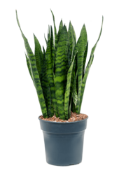 Sansevieria Zeylanica