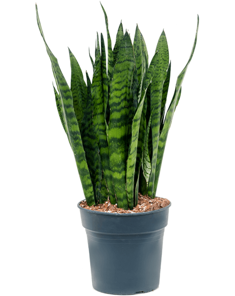 Sansevieria