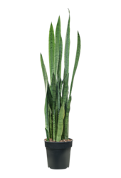 Sansevieria Trifasciata Silver Mist