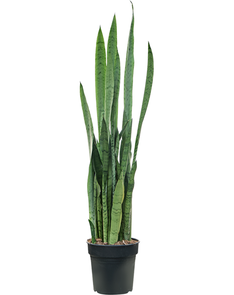 Sansevieria