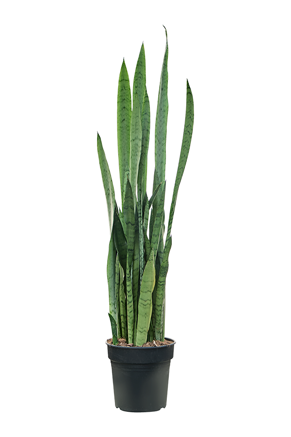 Sansevieria Trifasciata Silver Mist