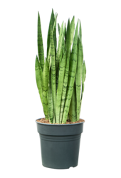Sansevieria Trifasciata Silver Mist