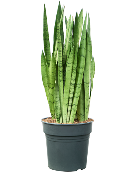 Sansevieria
