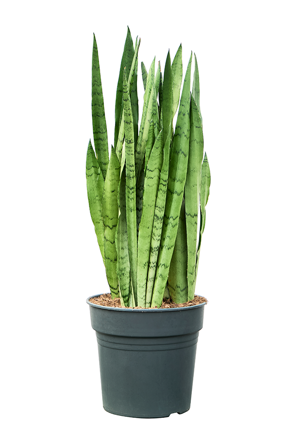Sansevieria Trifasciata Silver Mist