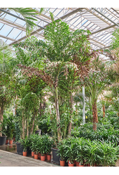 Caryota Mitis