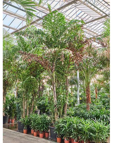 Caryota