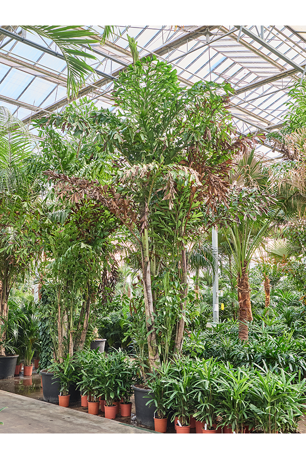 Caryota Mitis