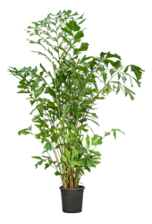 Caryota Mitis(2.30-3.00M)